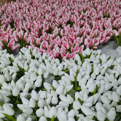 Manufacturing Artificial Flowers, Plants & Trees