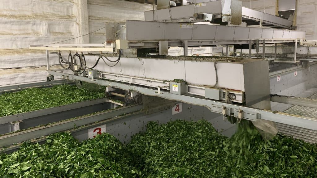 Matcha industry insight