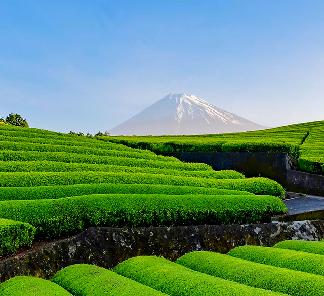 MATSU Tea Roastery