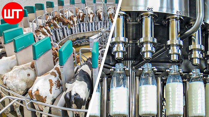 Milk industry insight