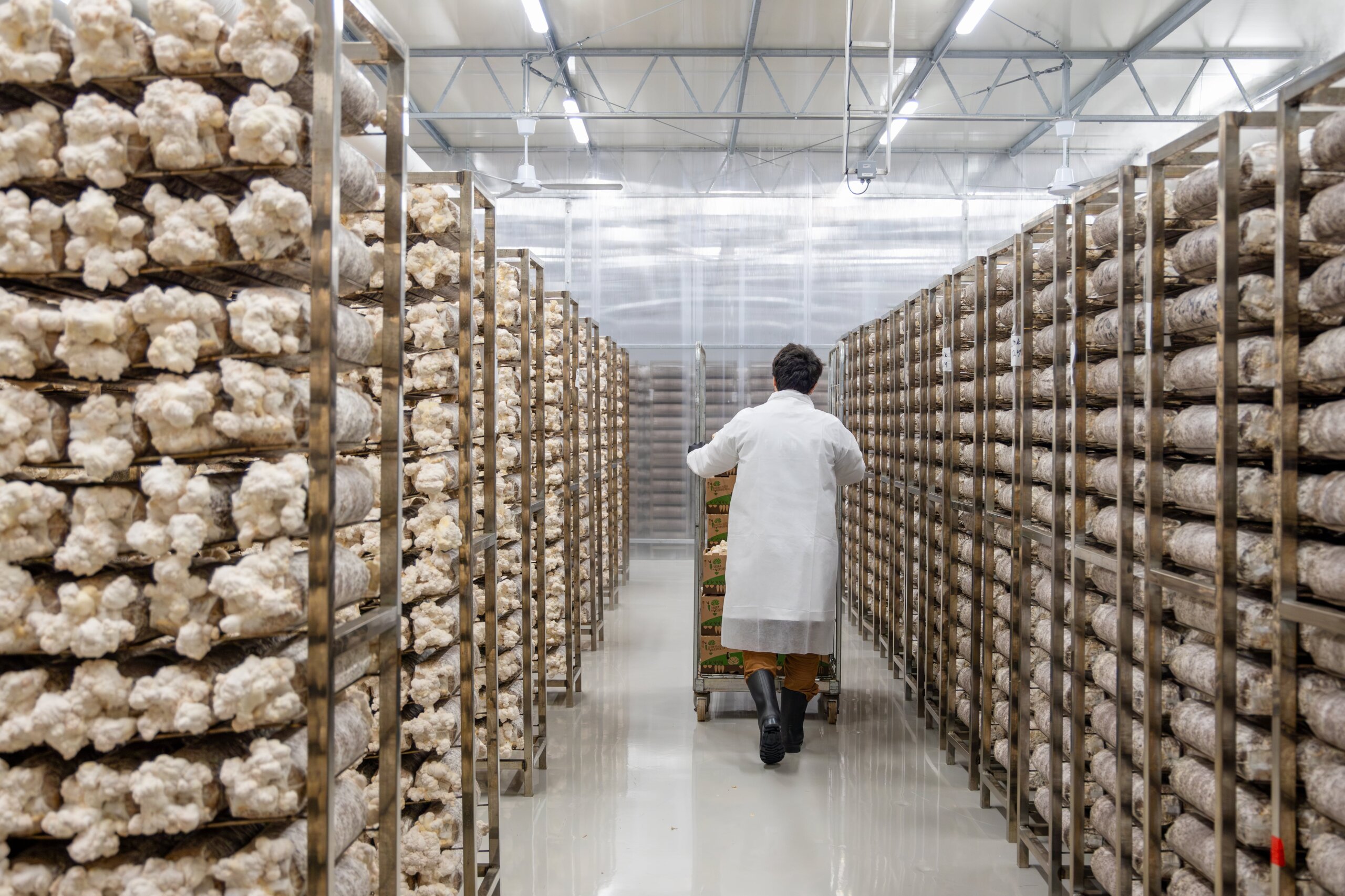 Mushroom Powder industry insight