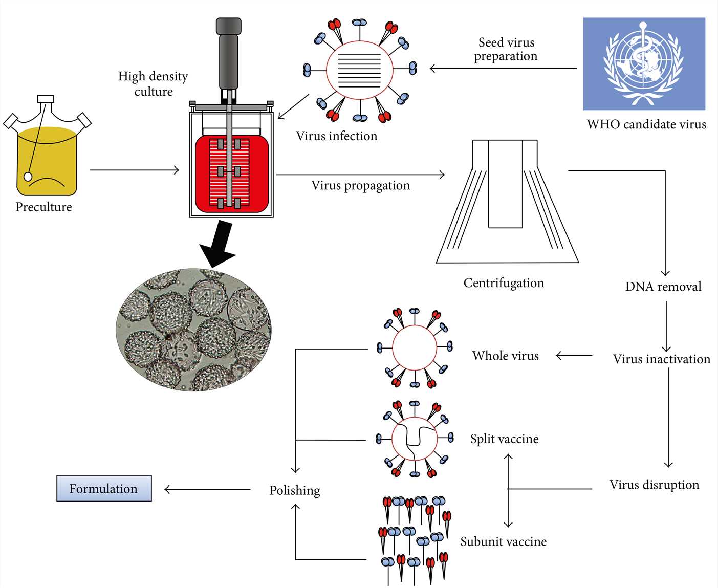 Ocrevus industry insight