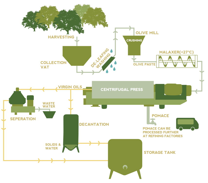 Olive Oil industry insight