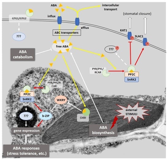 pyr RNA binding to the Bacillus caldolyticus PyrR attenuation protein ...