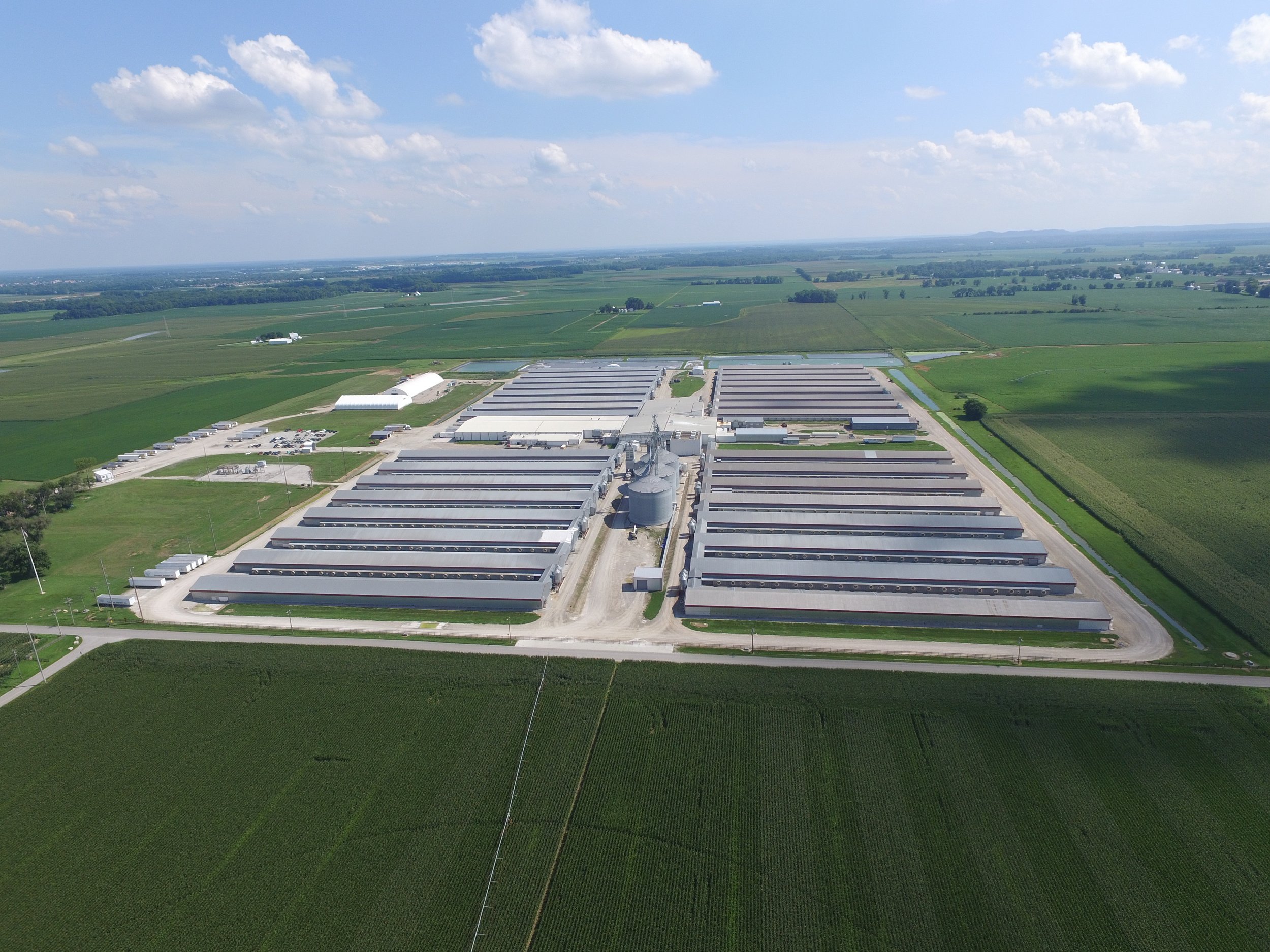 Rose Acre Farms