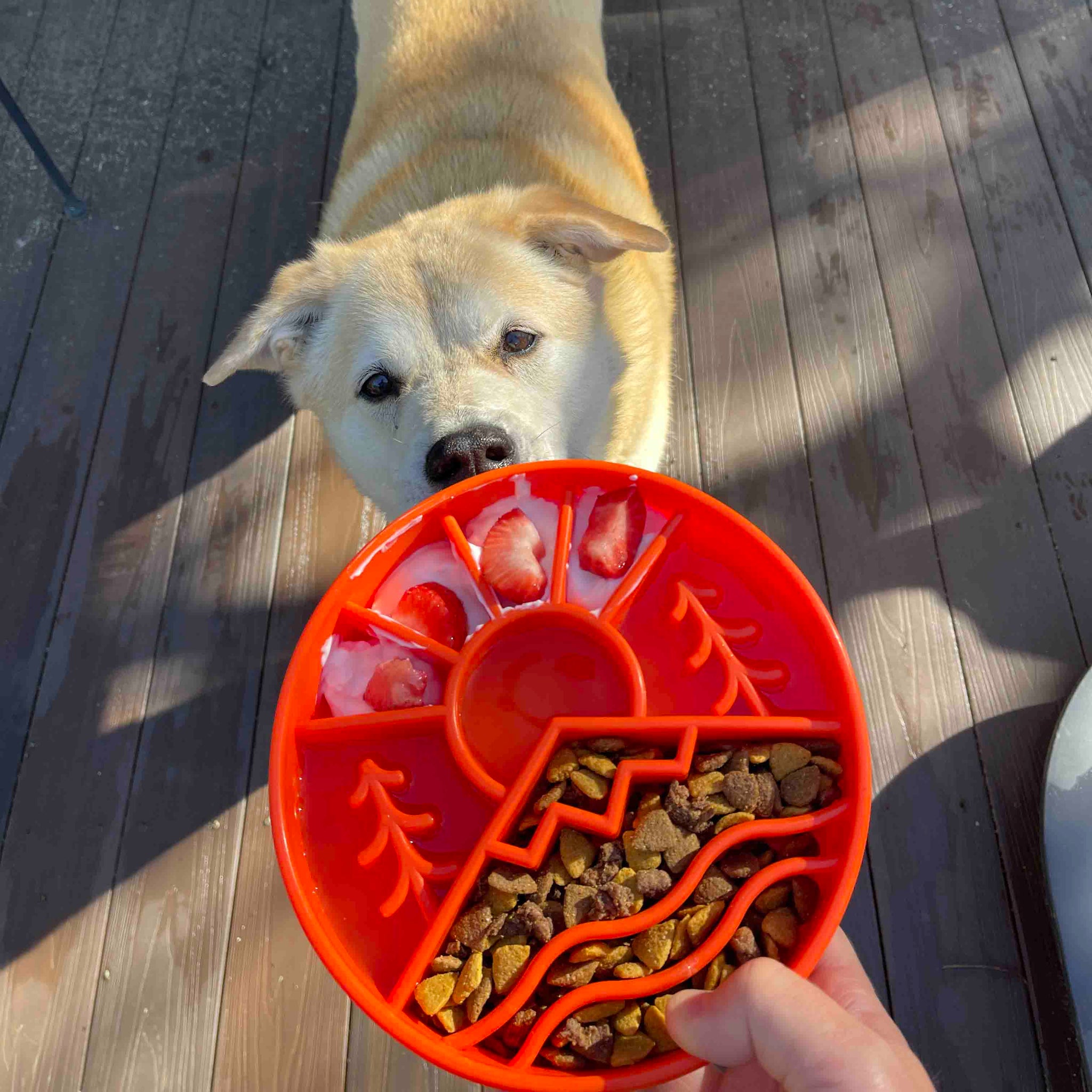 Shop best enrichment products for dogs in USA
