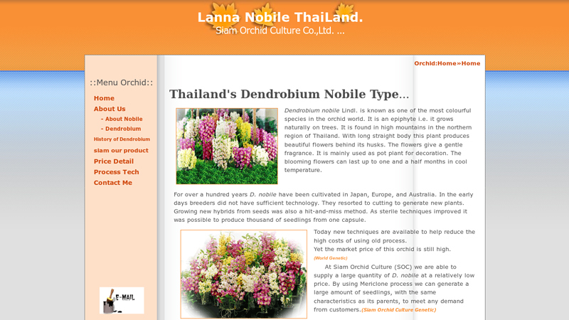 siamnobile,siamorchid,Dendrobium,Dendrobium,Thailand,orchid ...