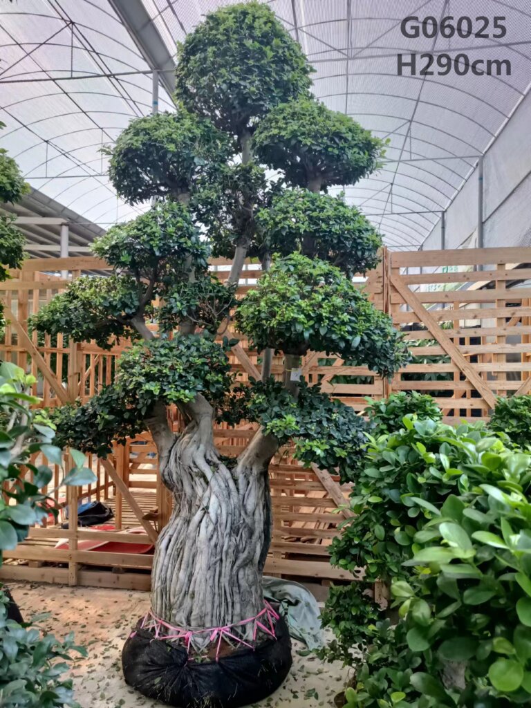 Sourcing Bonsai Plant Supplier from China: The Ultimate Guide 2026
