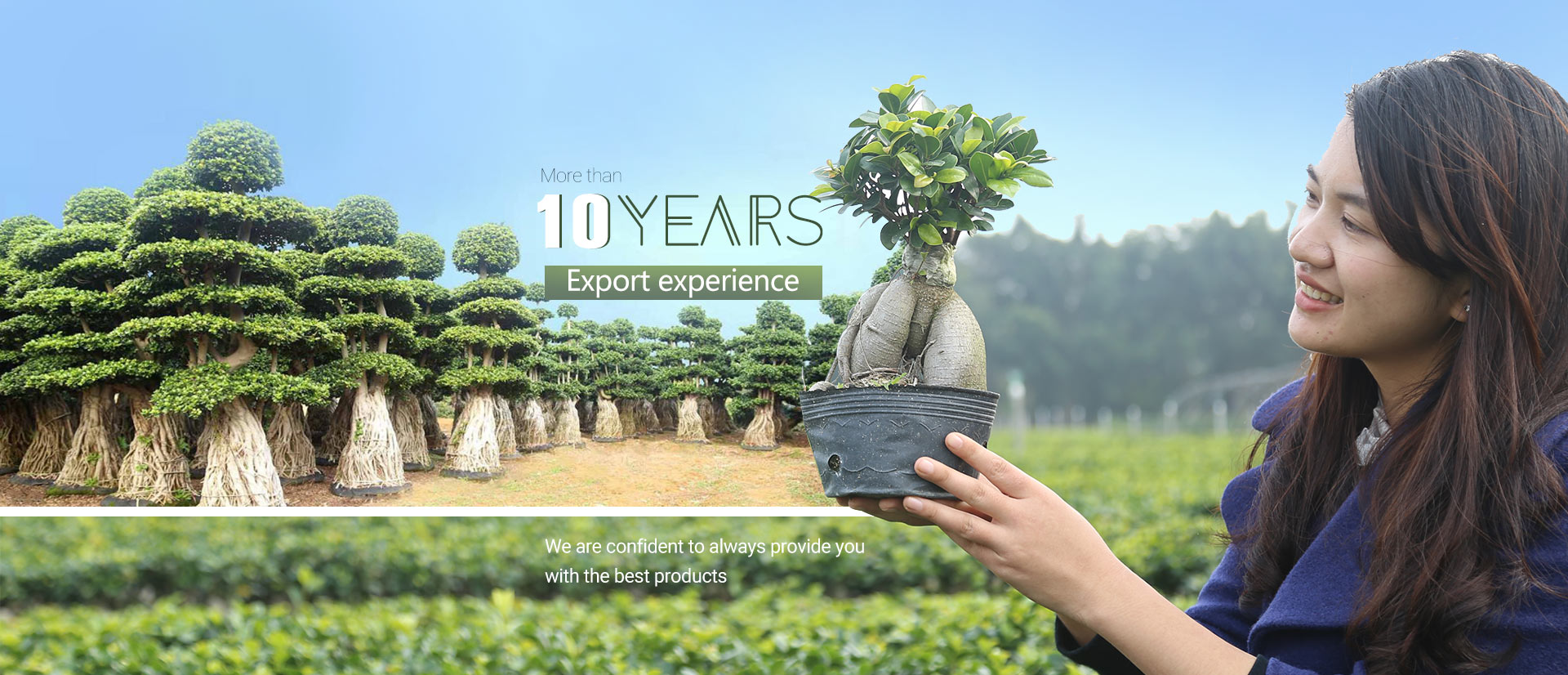 bonsai plant supplier