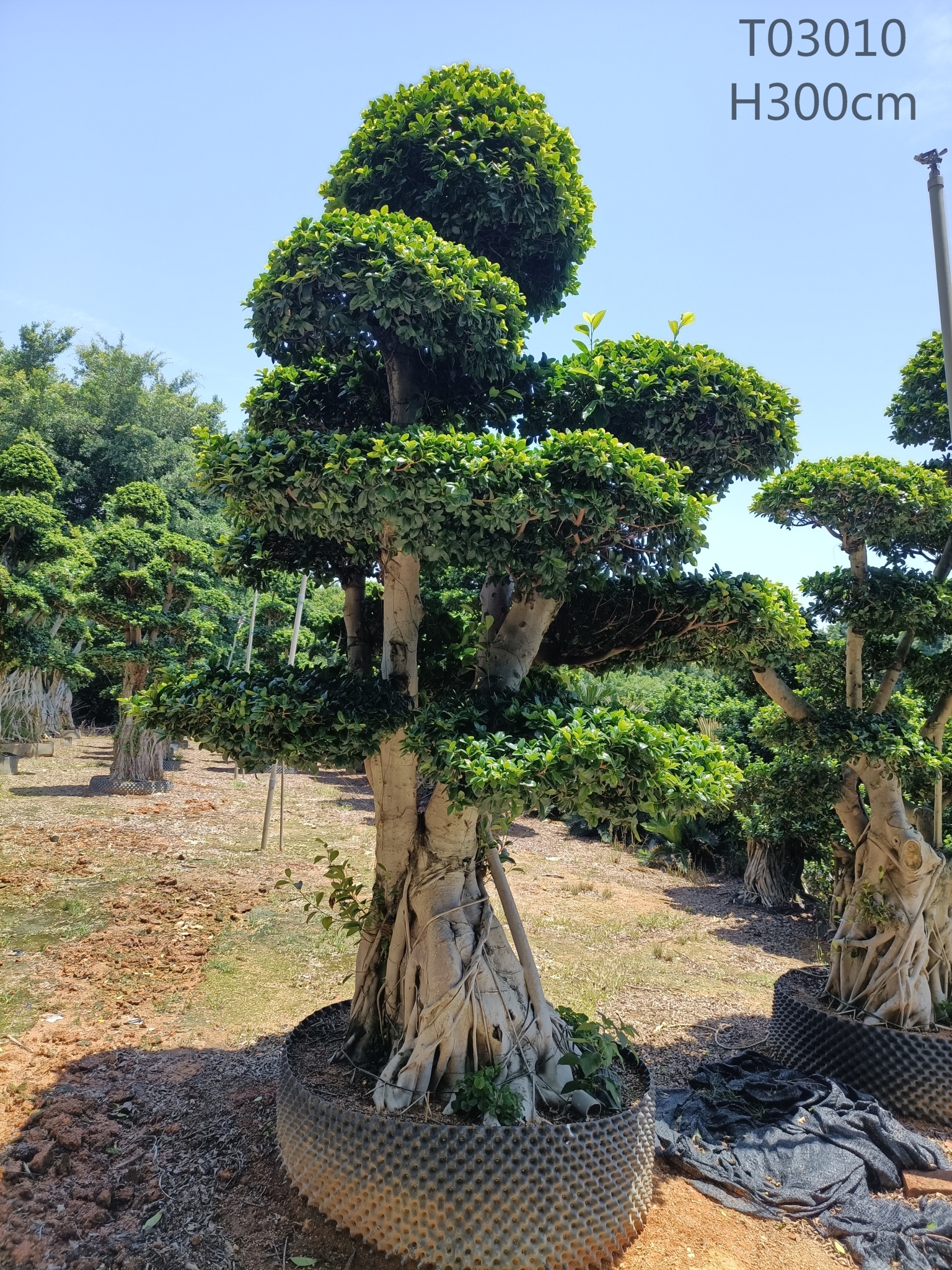 bonsai plant supplier