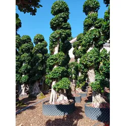 bonsai plant supplier