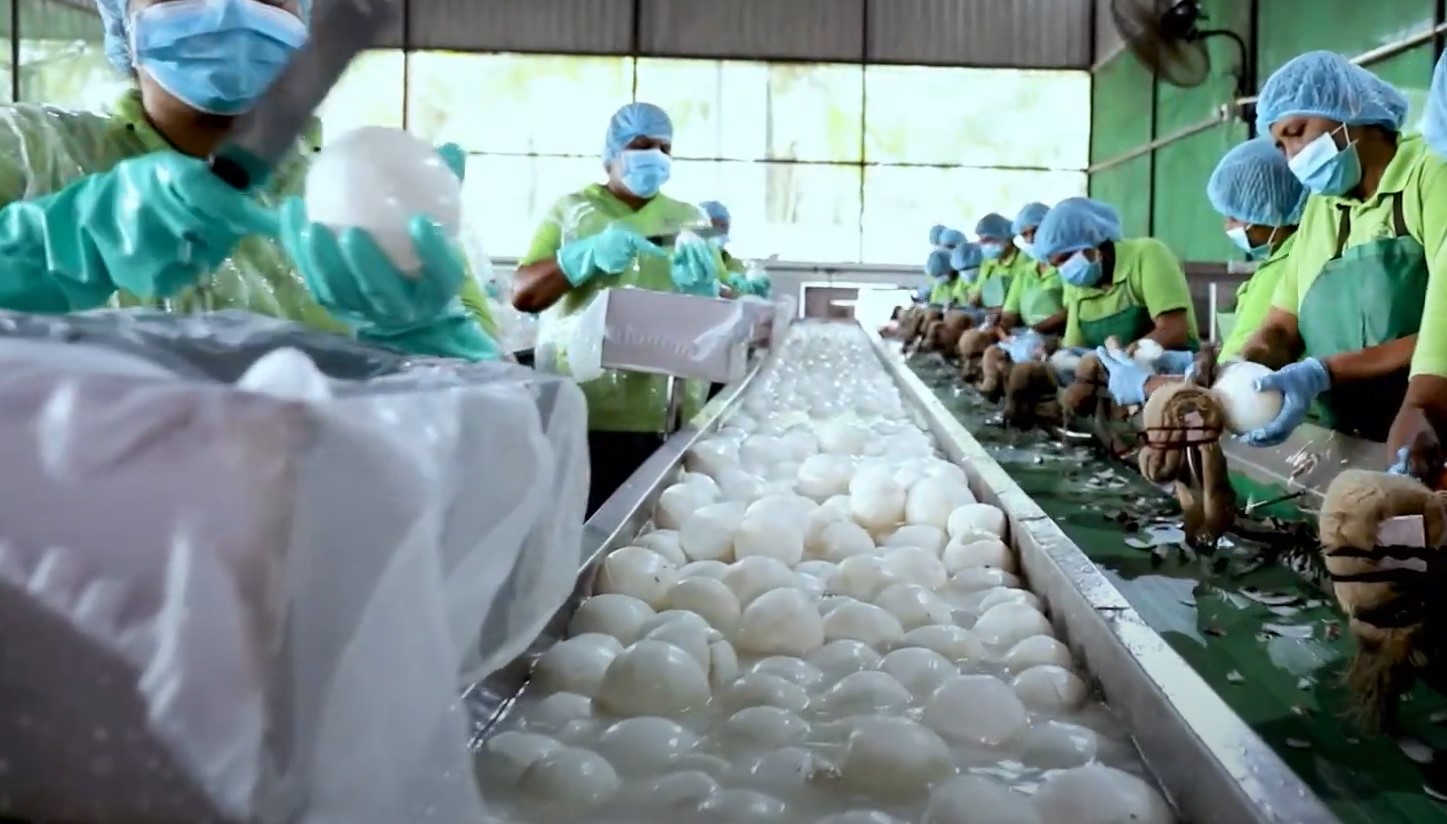 coconut milk supplier thailand