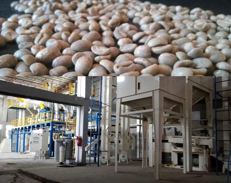 Sourcing Coffee Bean Supplier from China: The Ultimate Guide 2026