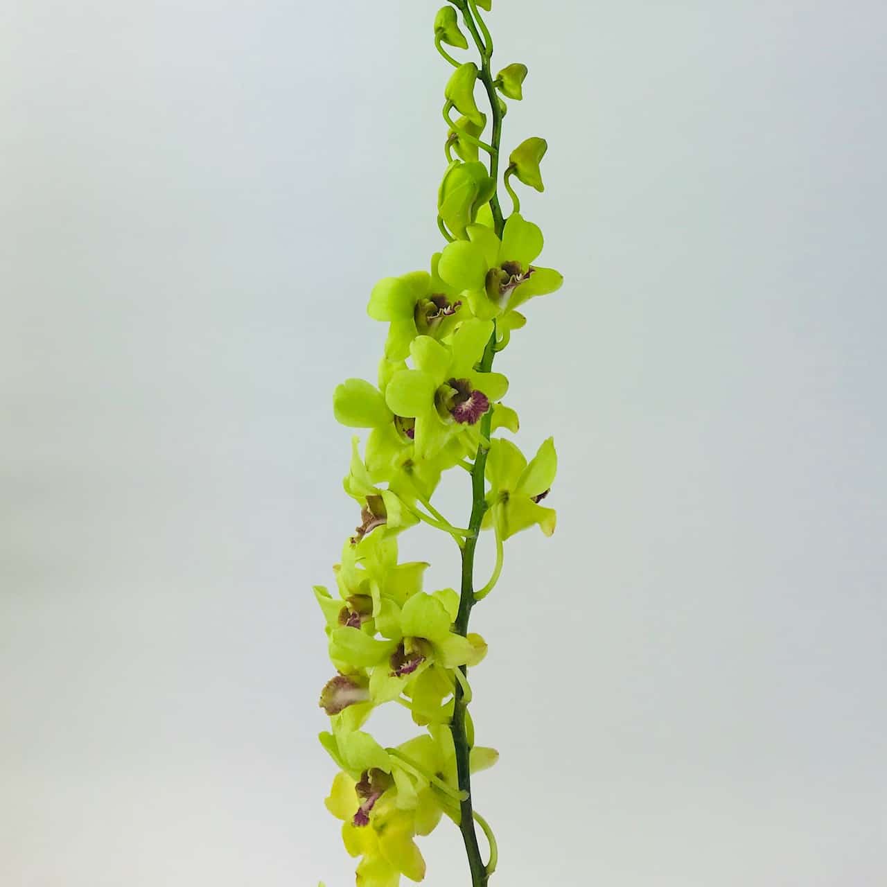 dendrobium orchid thailand supplier