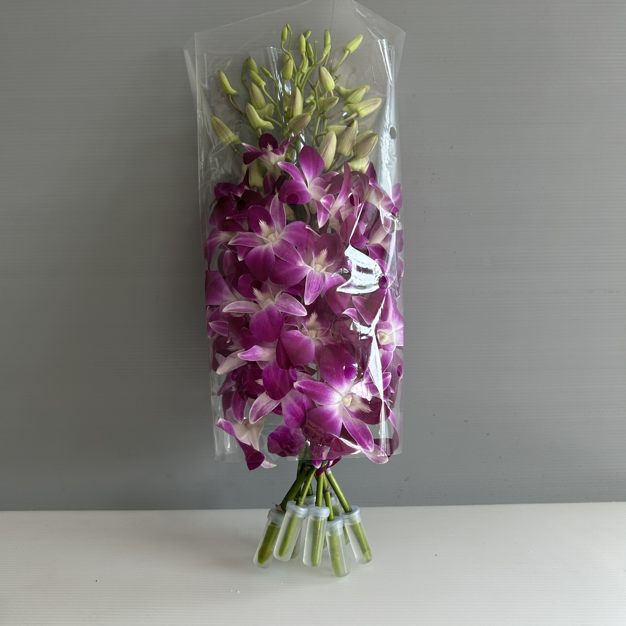 dendrobium orchid thailand supplier