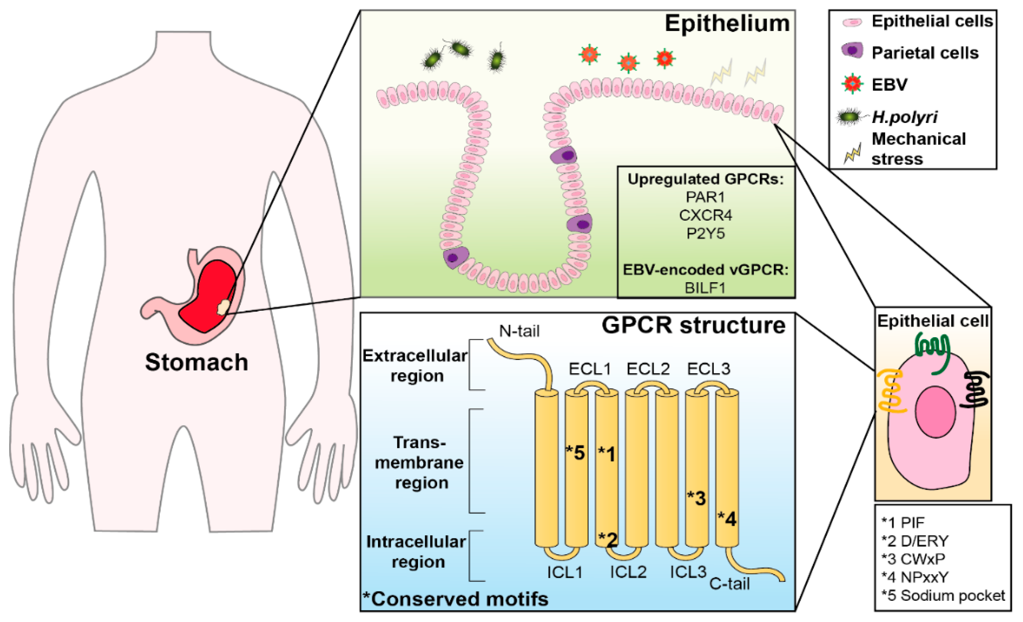 gpcr inhibitors supplier