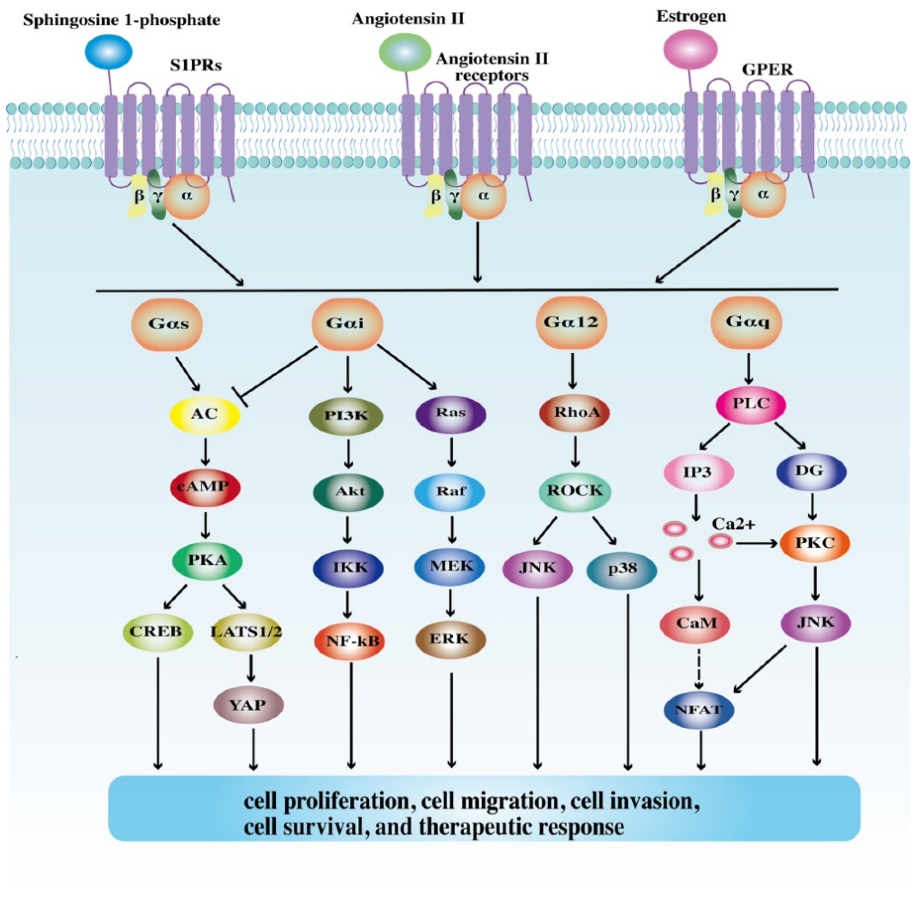 gpcr inhibitors supplier