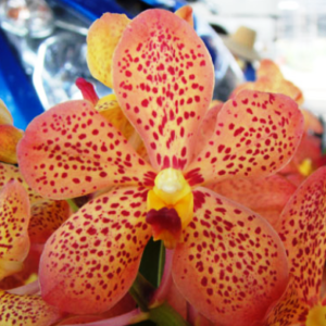 makora orchid thailand supplier