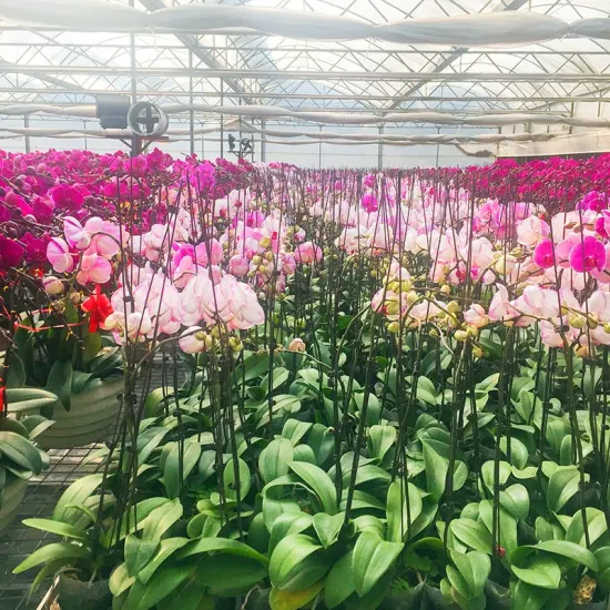 makora orchid thailand supplier