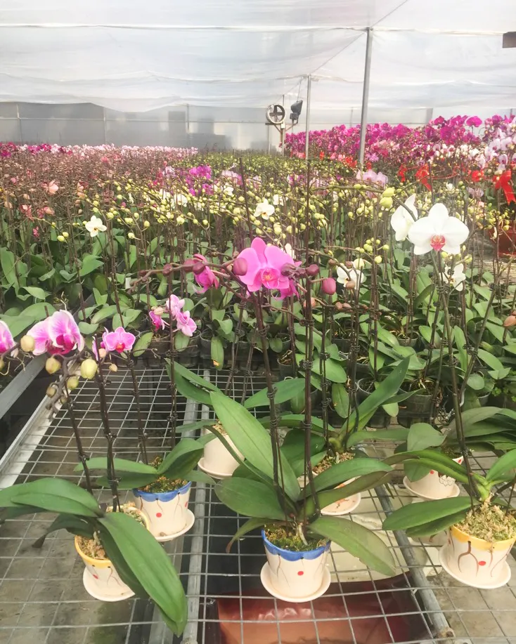 makora orchid thailand supplier