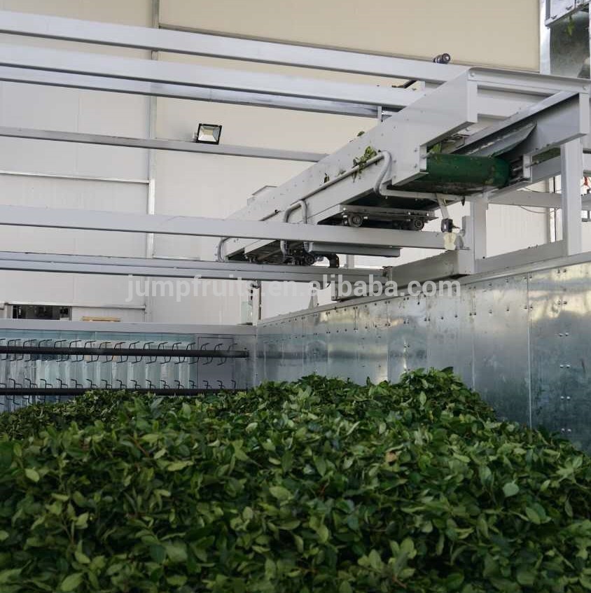 matcha green tea supplier