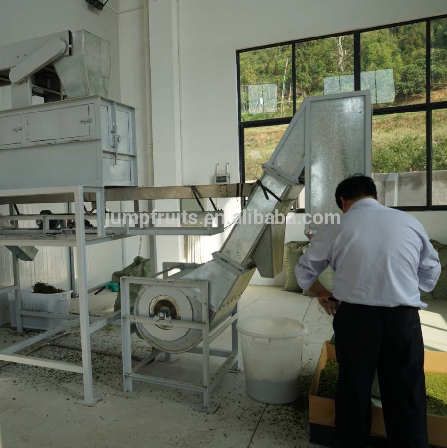 matcha green tea supplier