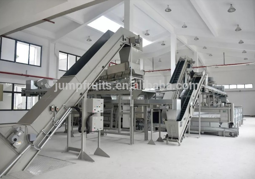 matcha green tea supplier