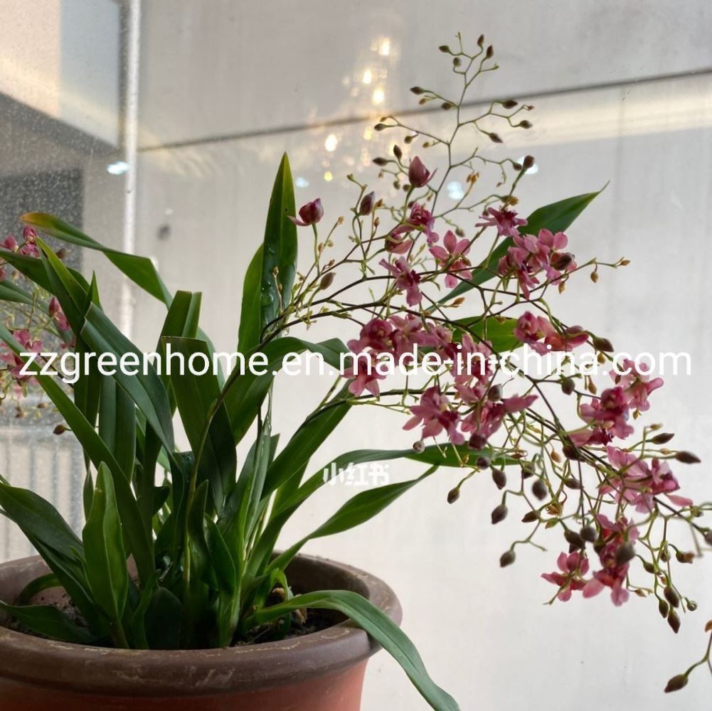 Sourcing Oncidium Orchid Thailand Supplier from China: The Ultimate Guide 2026