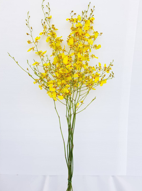 oncidium orchid thailand supplier