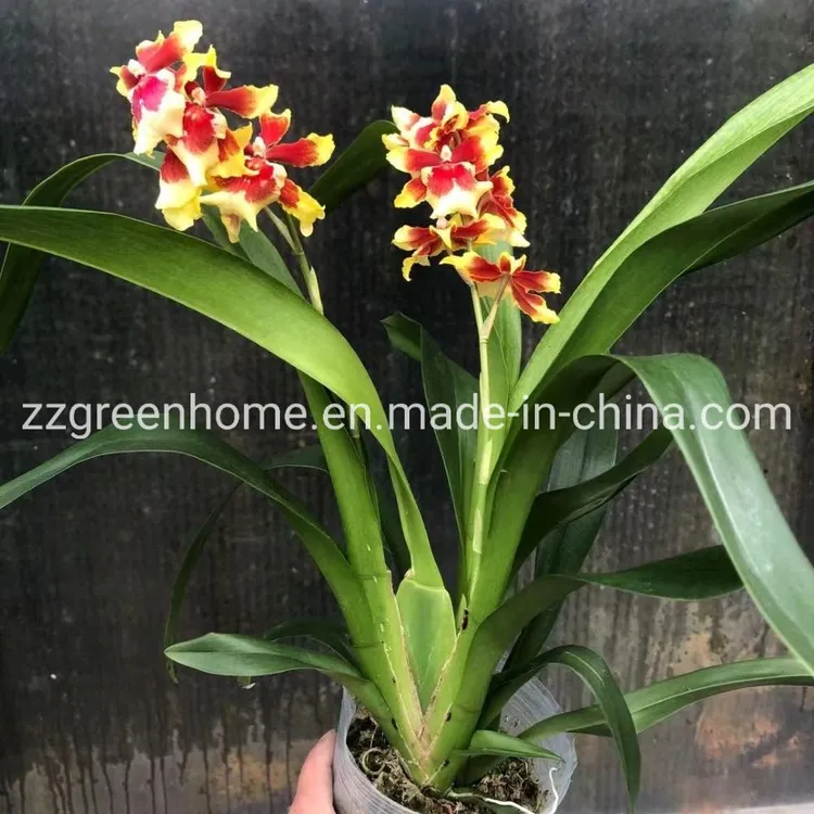 oncidium orchid thailand supplier