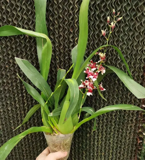 oncidium orchid thailand supplier
