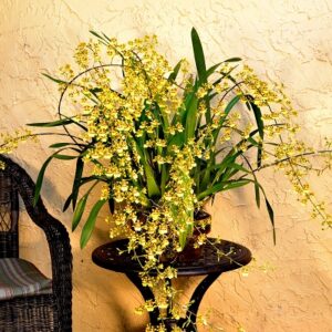 oncidium orchid thailand supplier