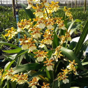 oncidium orchid thailand supplier