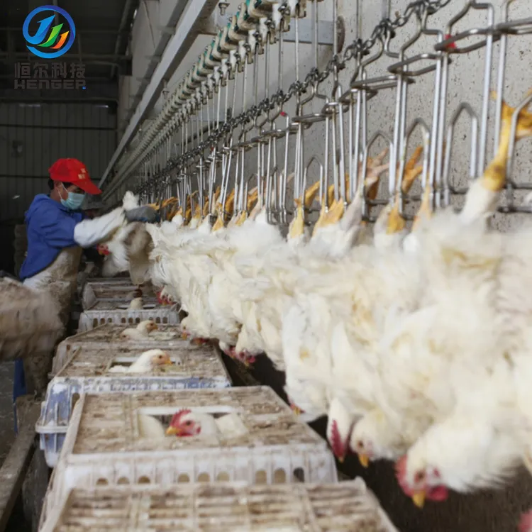 Sourcing Chicken Manufacturers from China: The Ultimate Guide 2026