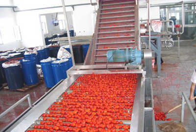 Sourcing Tomatoes Supplier from China: The Ultimate Guide 2026