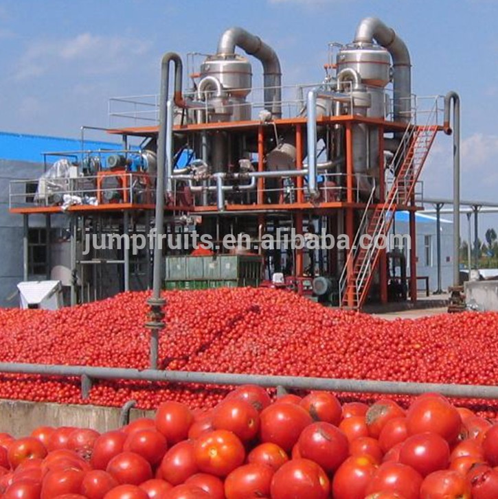 tomatoes supplier