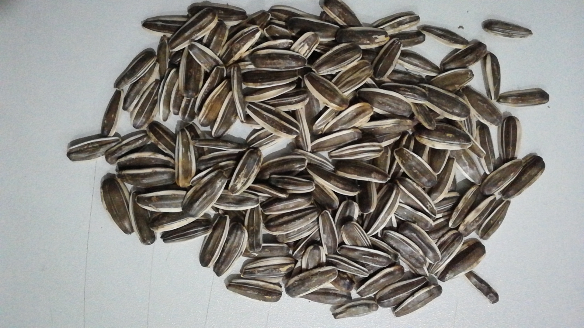 Sunflower Seeds Wholesale