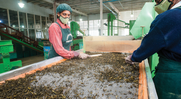 Tea industry insight