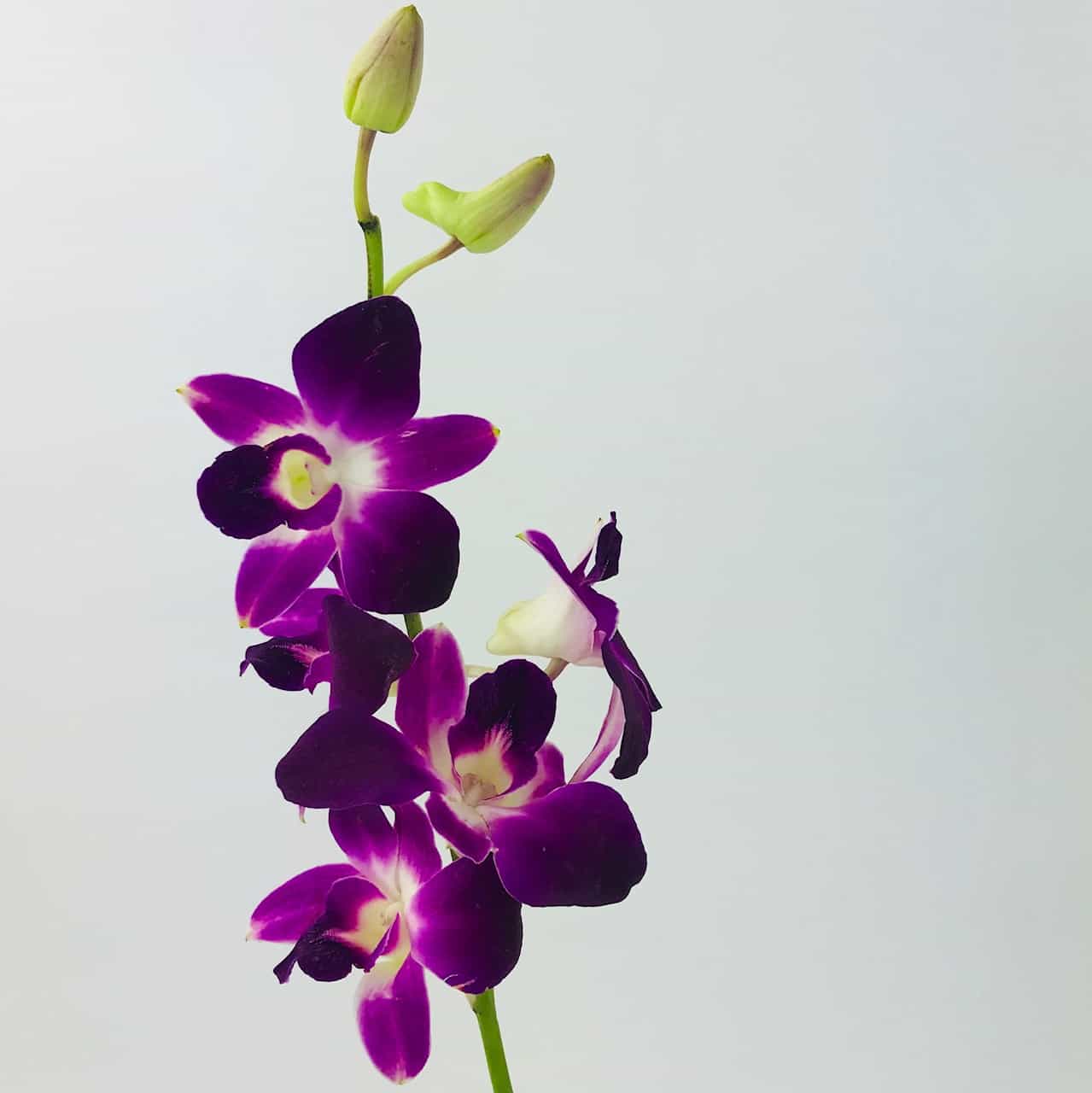 Thai Orchids