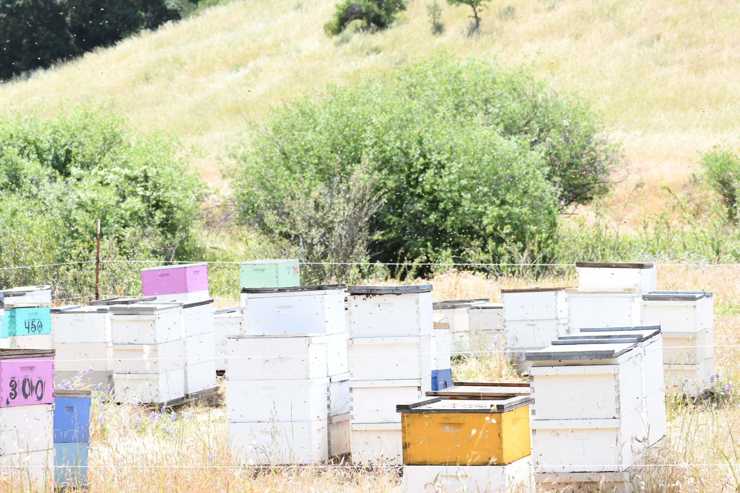 The California Bee Company