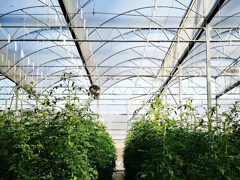 Top 100 Greenhouse Companies in China (2025)