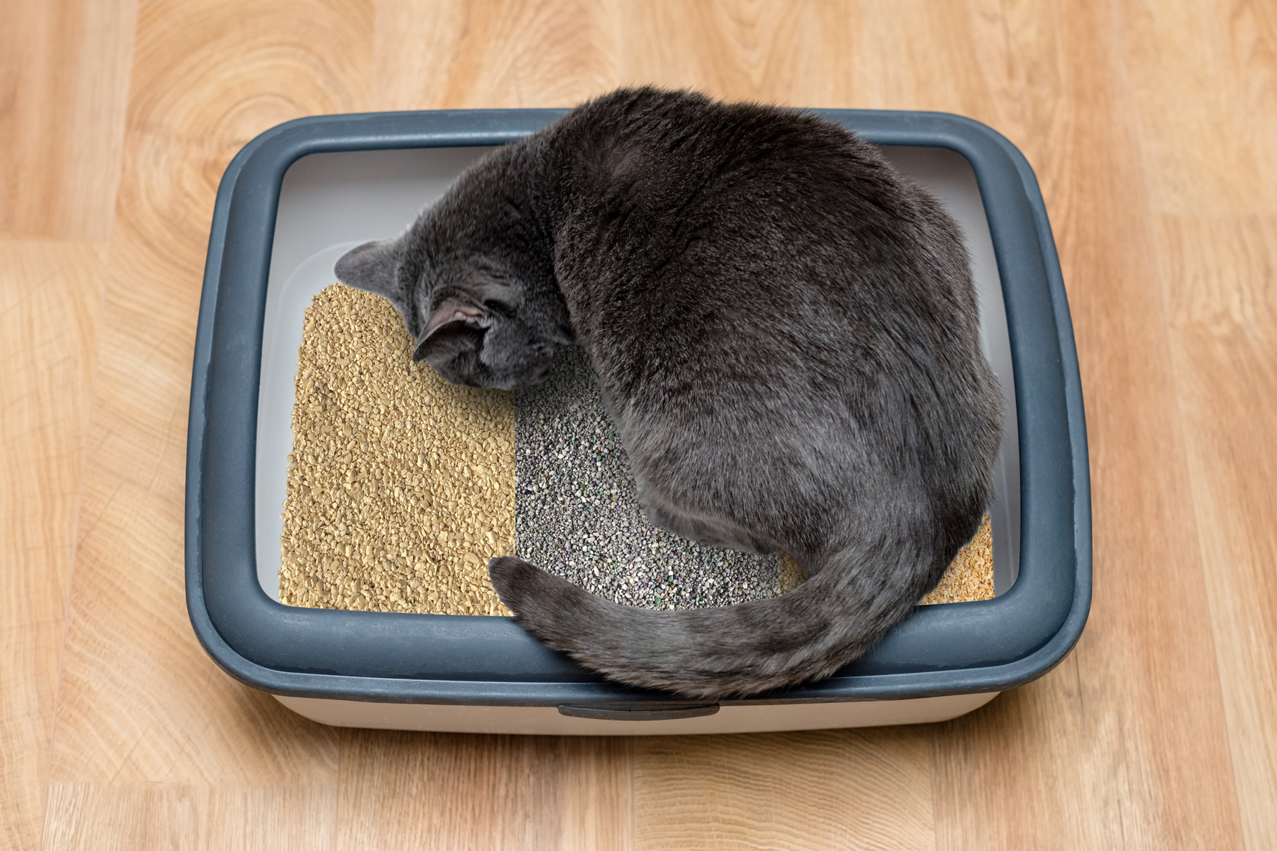 Top 60 Cat Litter Manufacturers in China (2025)