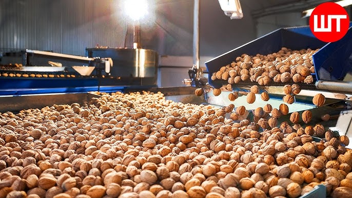 Walnuts industry insight