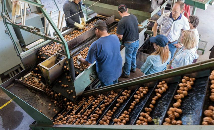 Walnuts industry insight