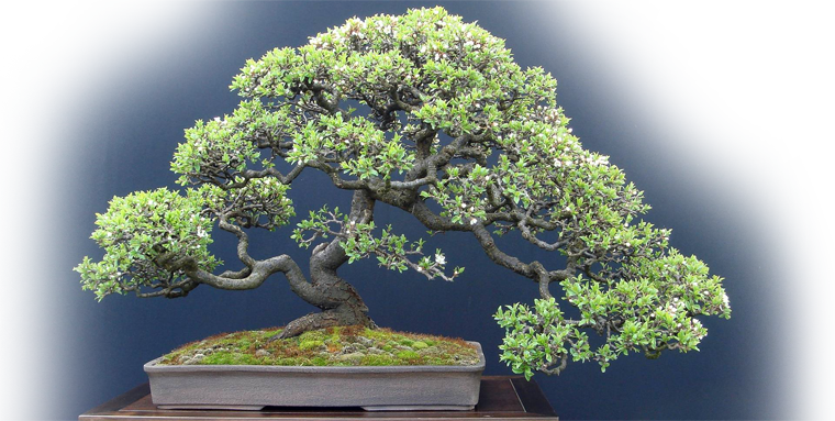 Where to find Bonsai trees for sale