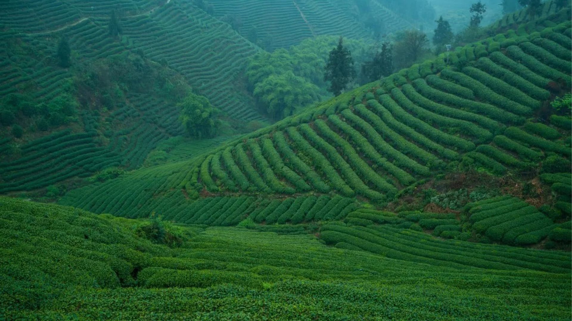 Wholesale Tea Options Available at Surotle