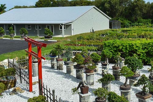 Wigert's Bonsai