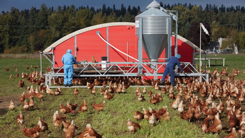 Wilcox Farms