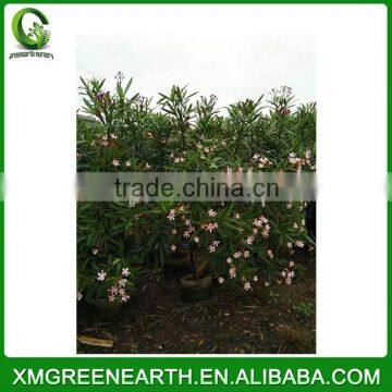 Xiamen Greenearth Nursery Co., Ltd.